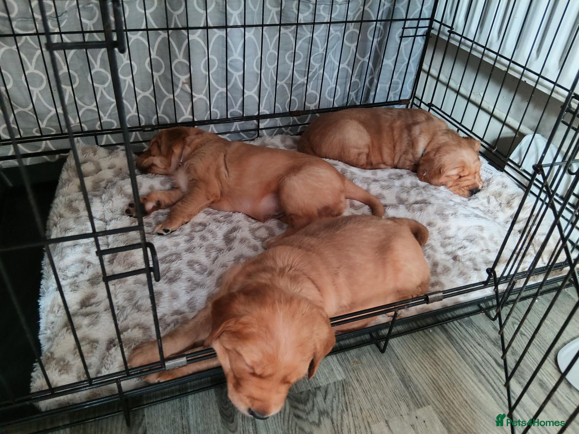 Golden Retriever dogs KC reg Red Golden retriever fully healthy tested - Advert 6