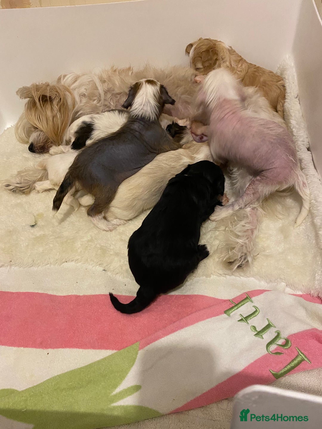 Chinese Crested dogs for sale: Chinese Crested puppies - Advert 6
