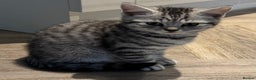 British Shorthair cats for sale: READY NOW GCCF REG BSH SILVER SPOTTED MALE KITTEN - Advert 5