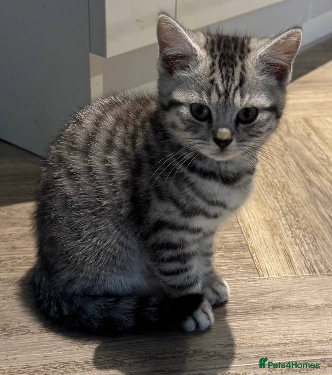 British Shorthair cats for sale: READY NOW GCCF REG BSH SILVER SPOTTED MALE KITTEN - Advert 5