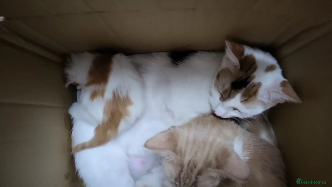 Mixed Breed cats for sale: Kittens for sale - Advert 14