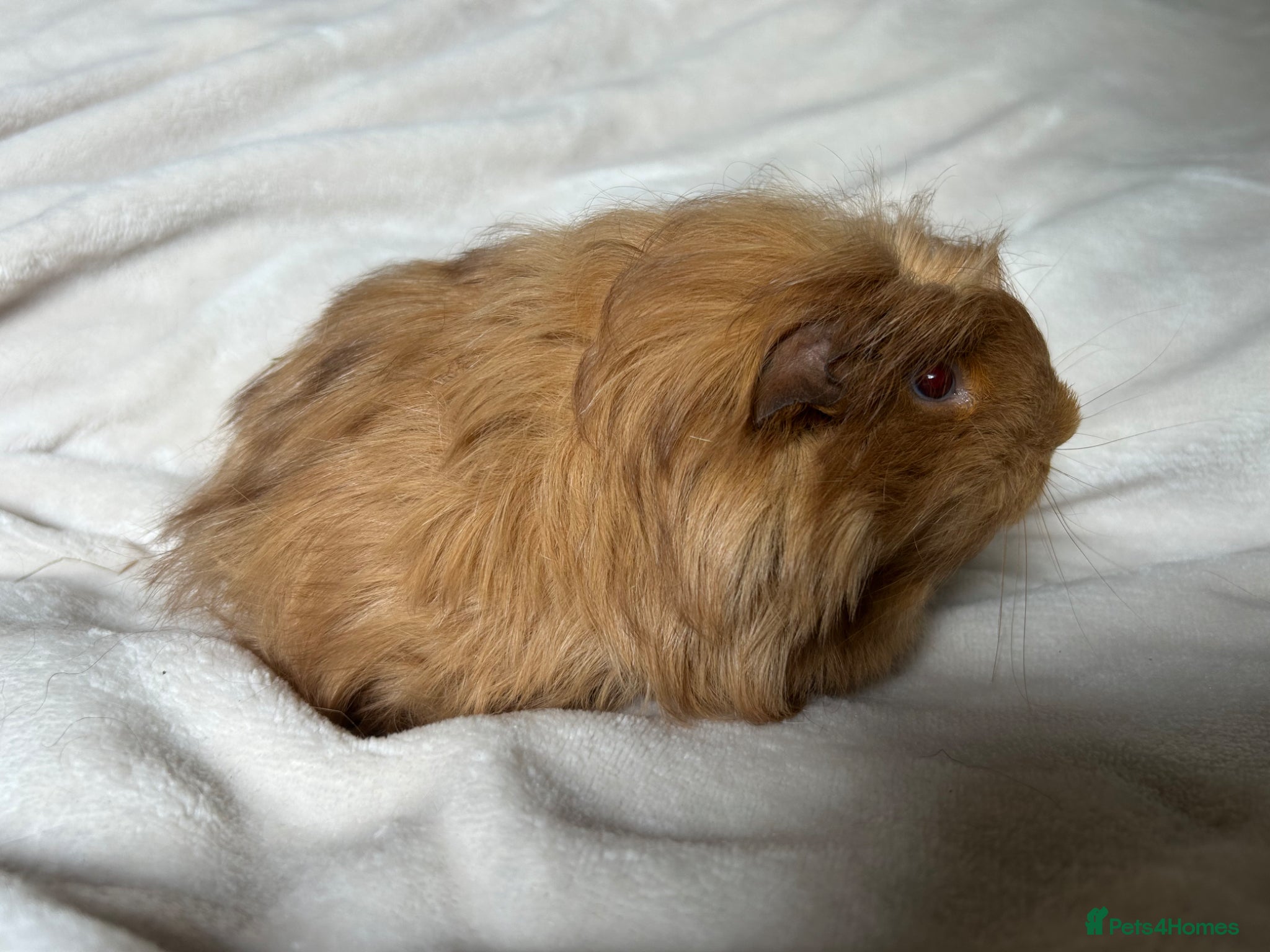 Guinea Pig rodents for sale: Baby Guinea pigs  - Advert 5