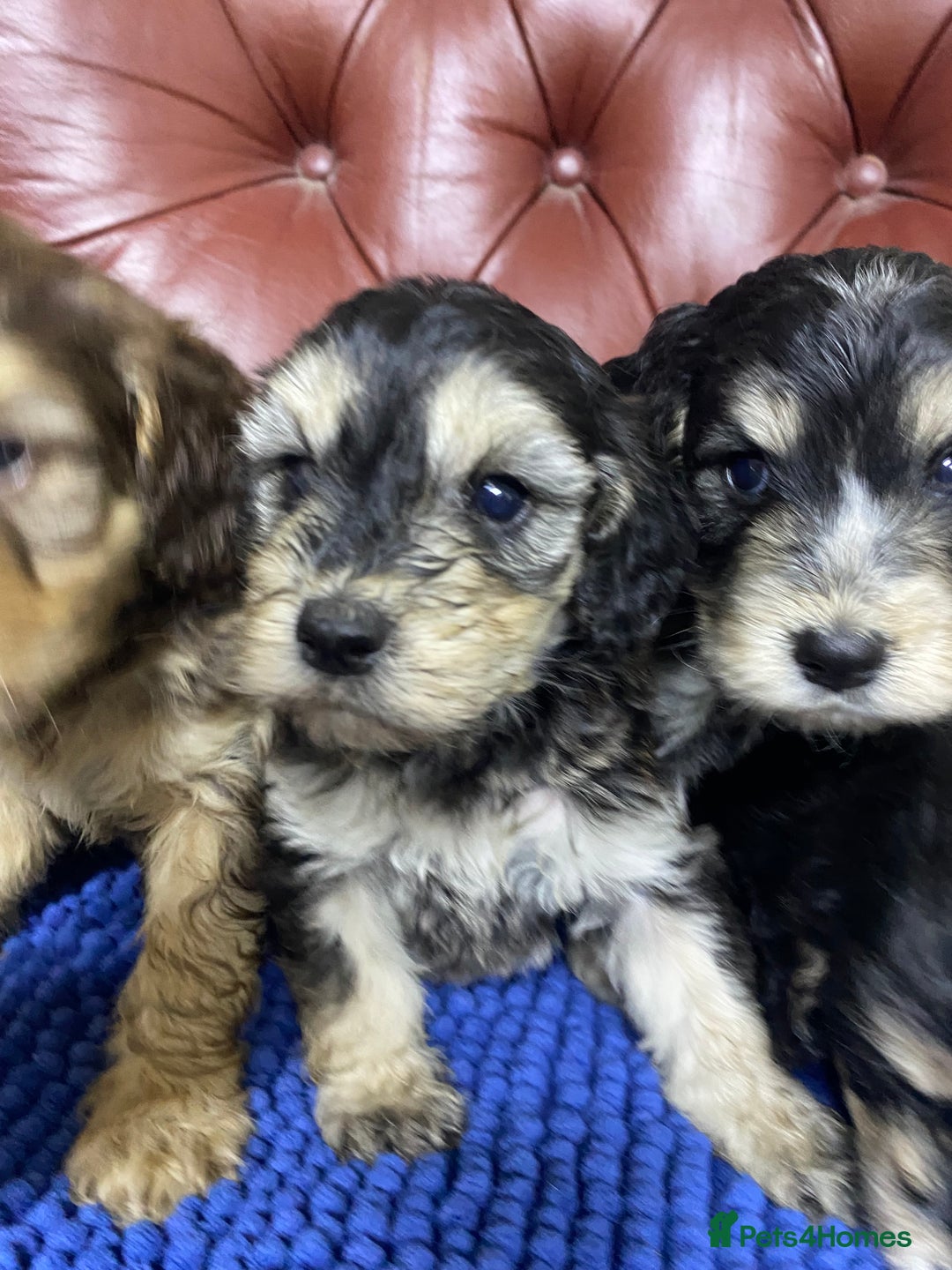 Cockapoo dogs for sale: F1 Gen Cockapoo Puppies - Image 14