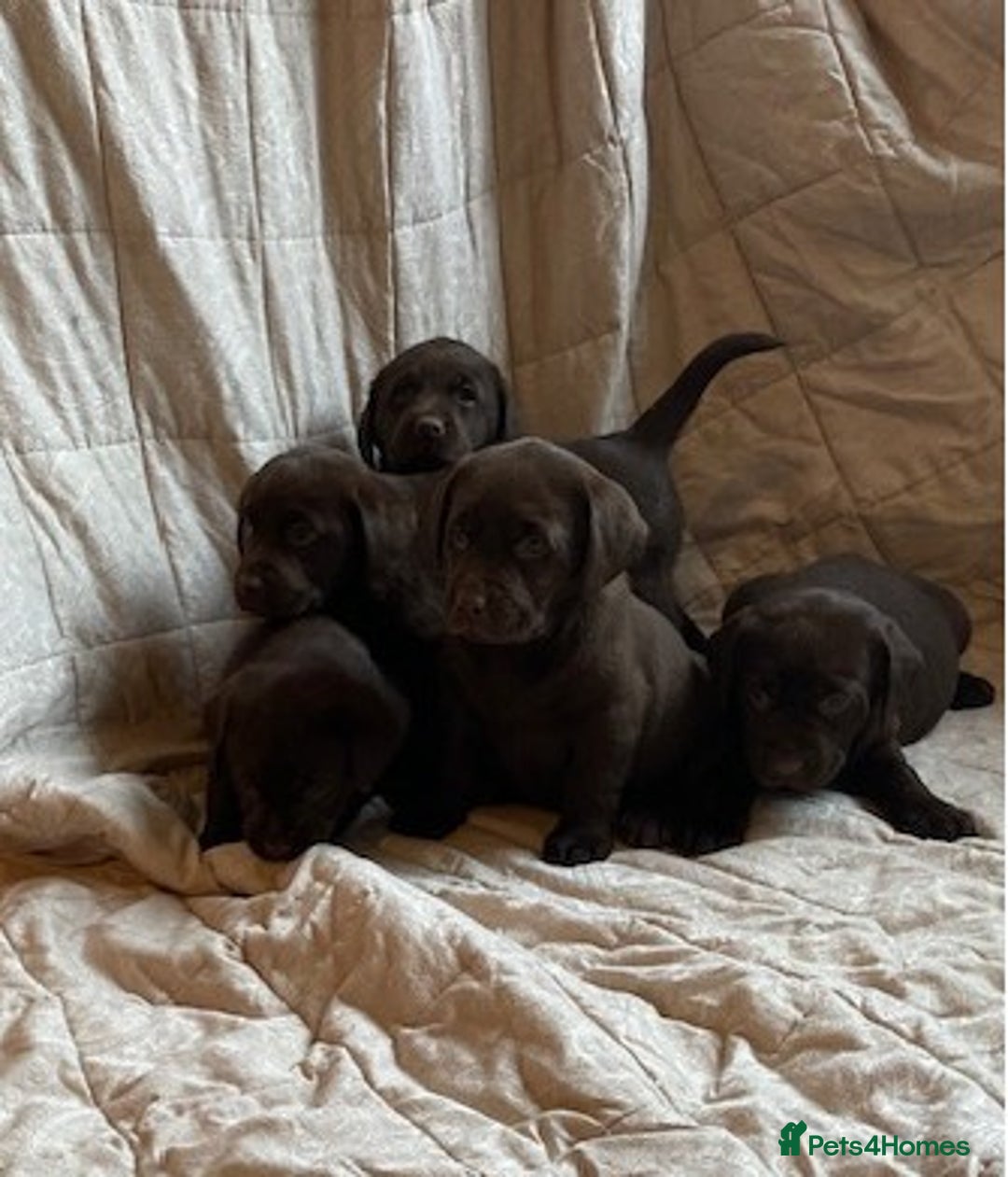 Labrador Retriever dogs for sale: CHOCOLATE LABRADOR PUPPIES - Advert 7