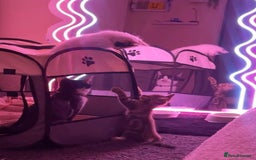 Domestic Shorthair cats for sale: 1 cat and 2 kittens  - Image 6