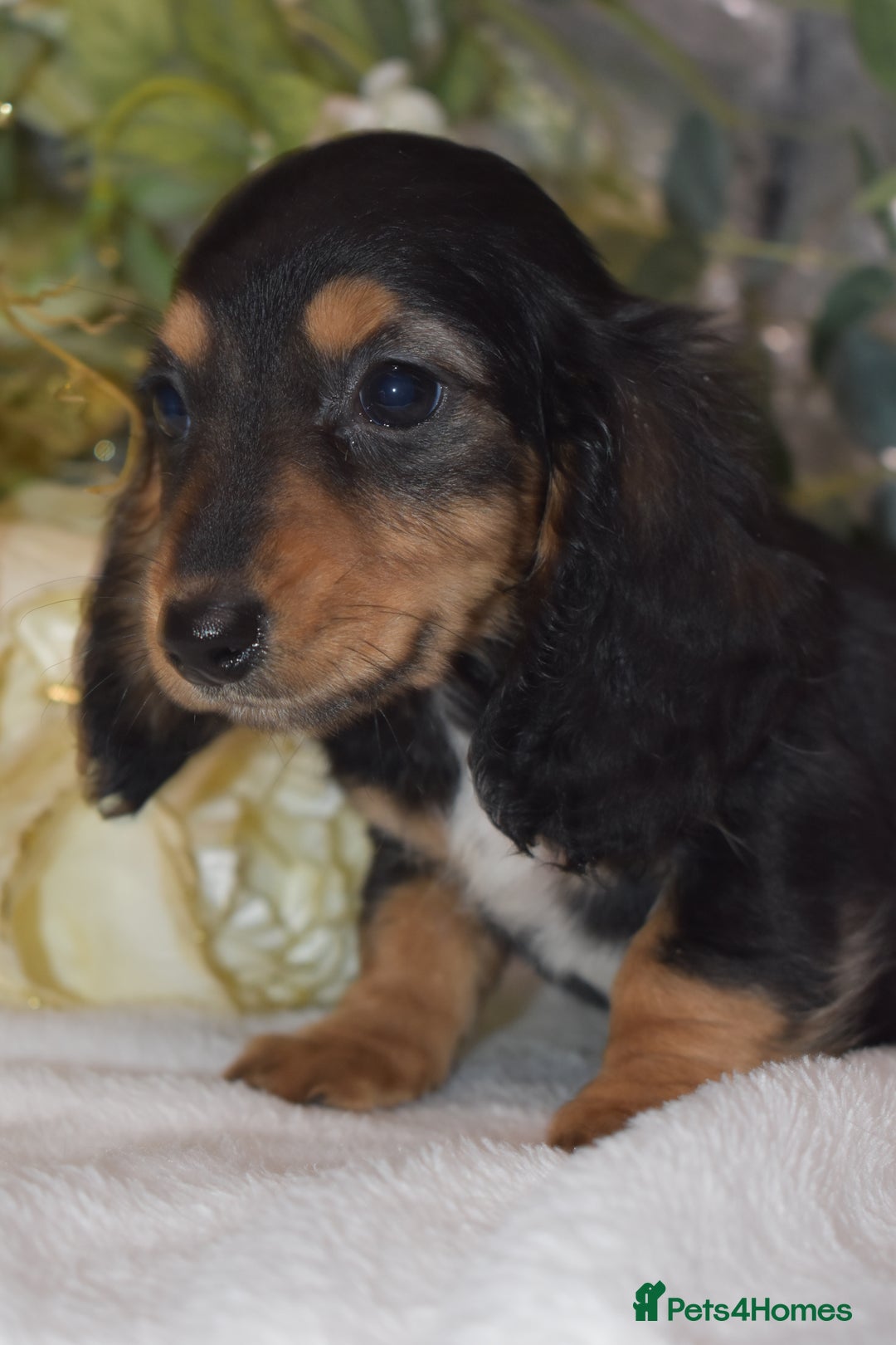 Miniature Dachshund dogs for sale: KC Miniature Dachshund Long Coat - Advert 6
