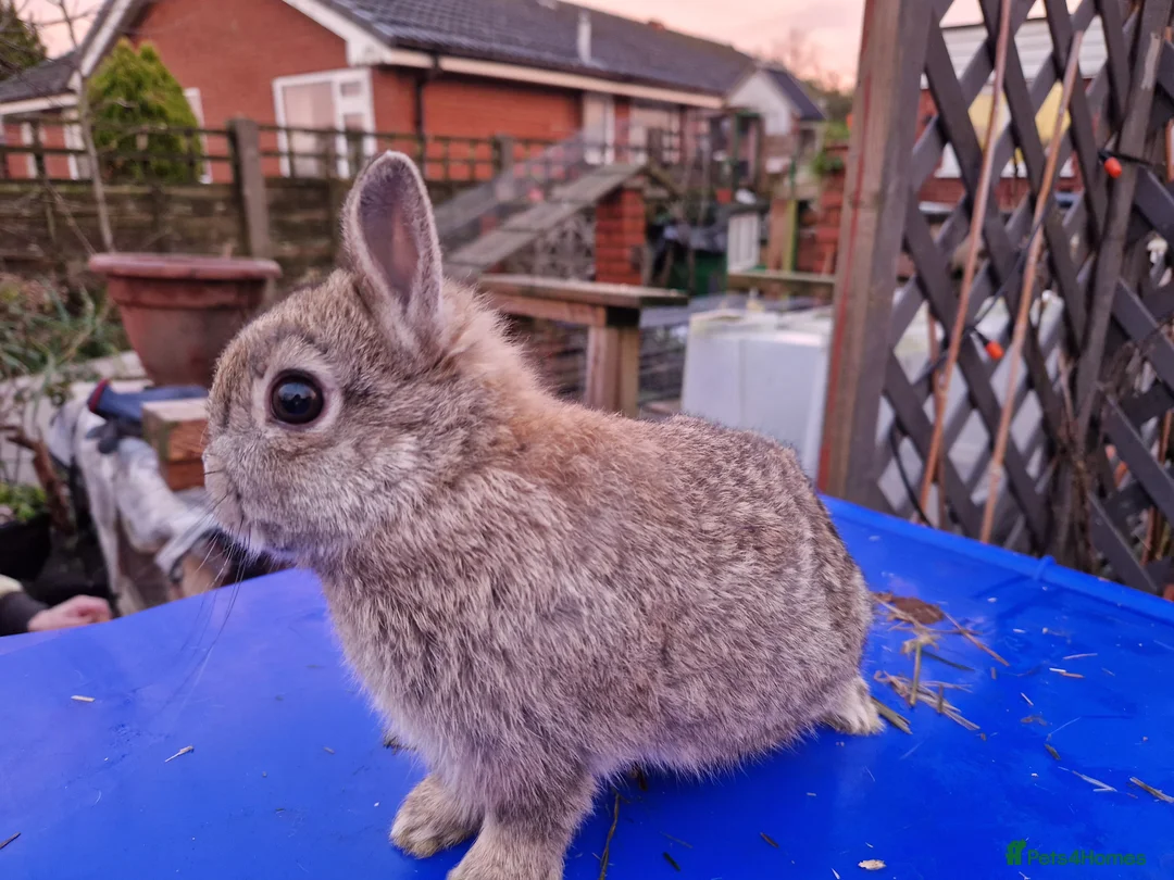 Netherland Dwarf rabbits for sale: Adorably Cute Baby Netherland Dwarves- M and F  - Advert 14