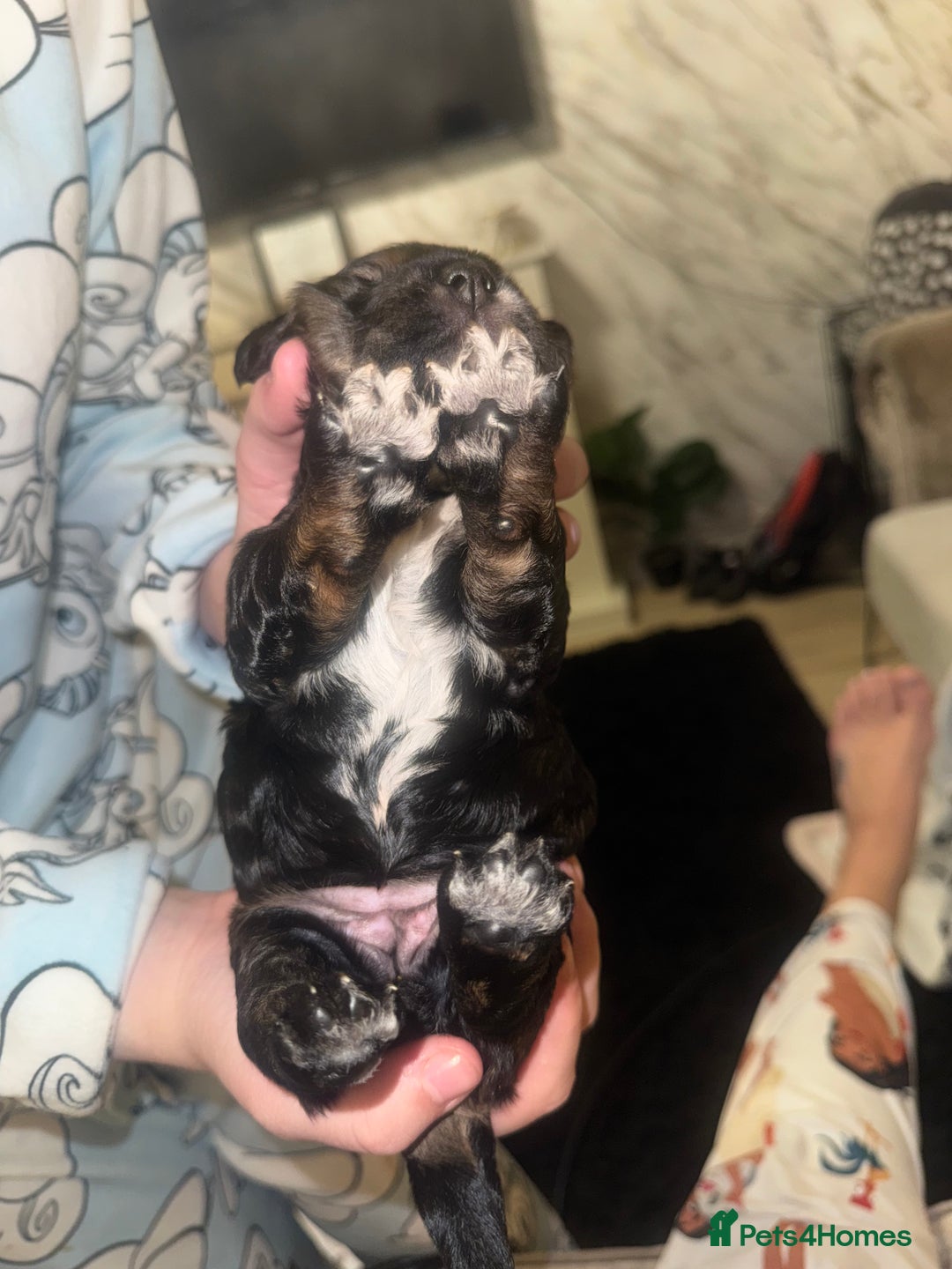 Cockapoo dogs for sale: Tri cockapoo girl  - Image 15