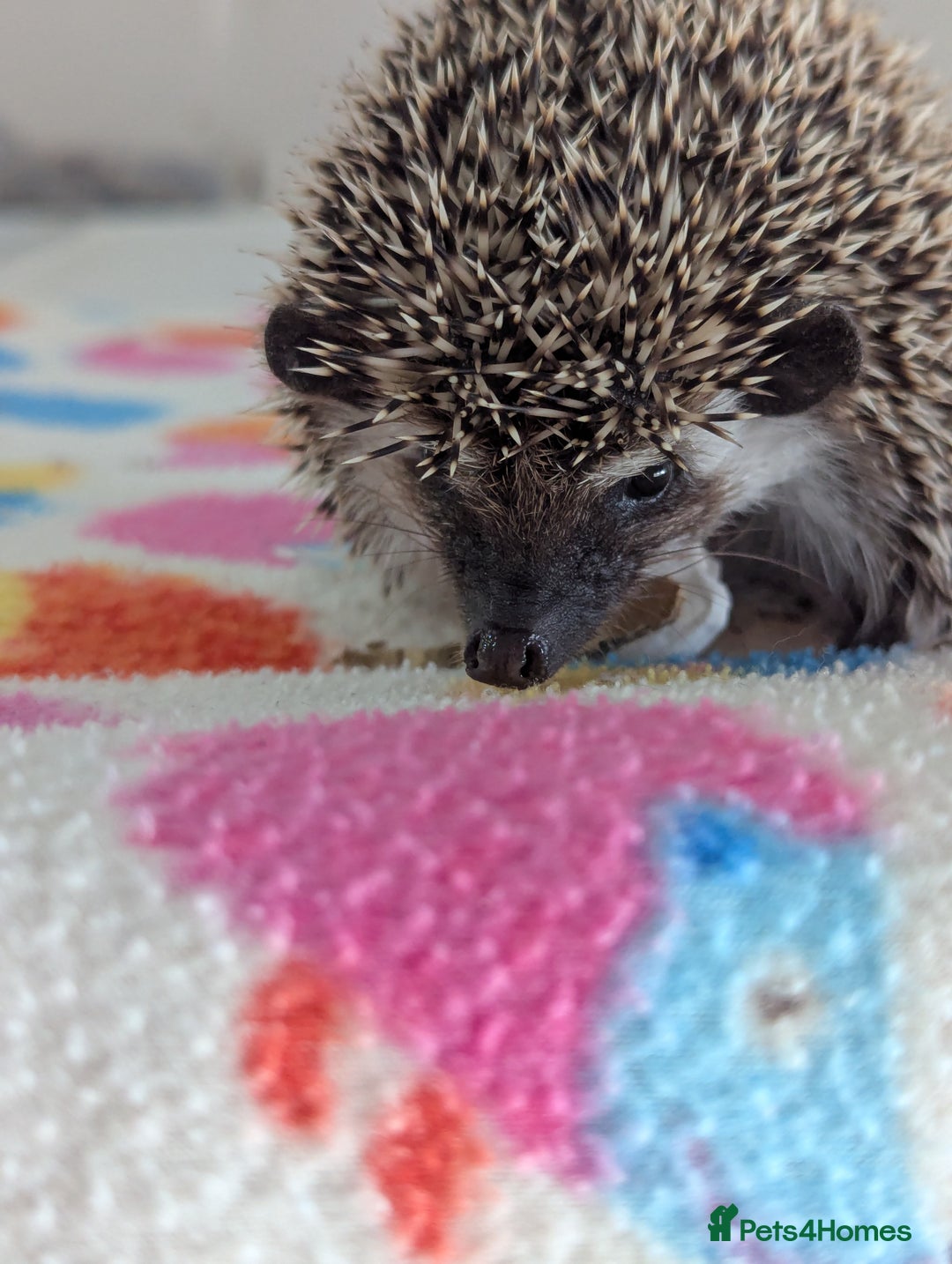 Pygmy Hedgehog rodents for sale: Last 2 Hoglets Remaining!! READY AND REDUCED!!! - Advert 10