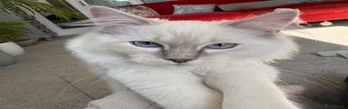 Tom