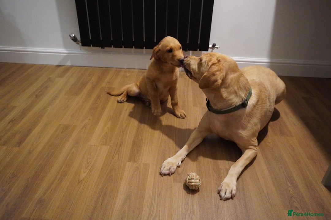 Labrador Retriever dogs for sale: Stunning KC Fox Red & Yellow Labrador Puppies - Advert 11