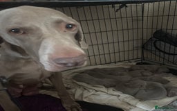 Weimaraner dogs for sale: Kc reg Weimaraner - Image 3