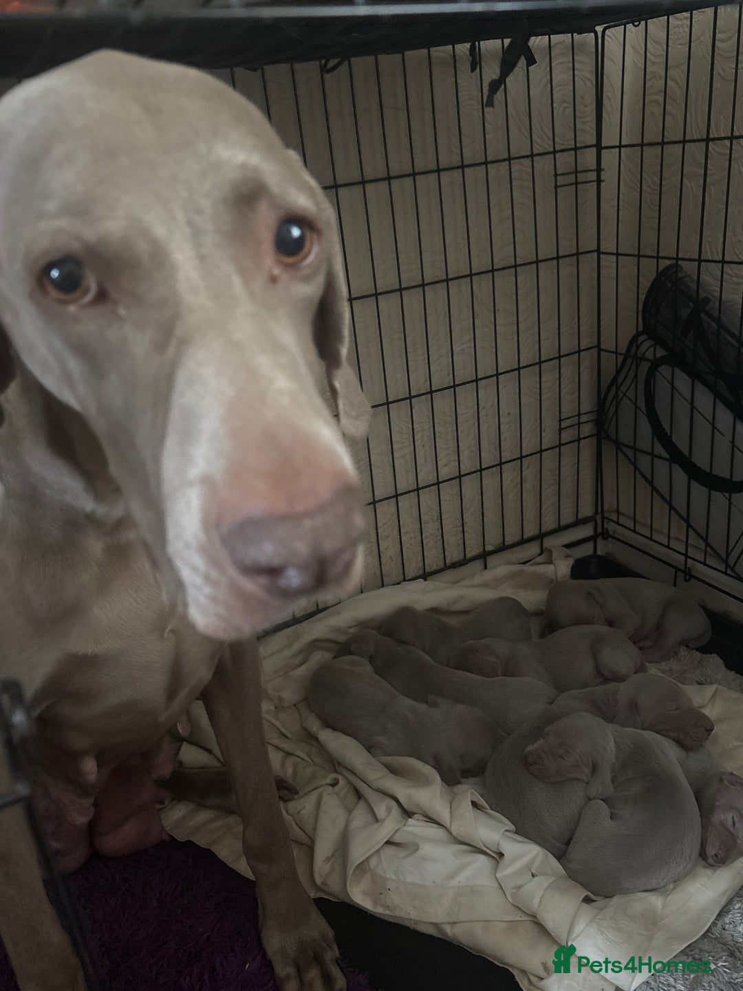 Weimaraner dogs for sale: Kc reg Weimaraner - Image 3