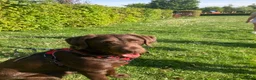 Labradoodle dogs for sale: F1b labradoodle puppies - Advert 9