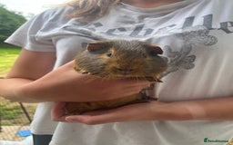 Guinea Pig rodents for sale: Male Ginger pig  - Image 4
