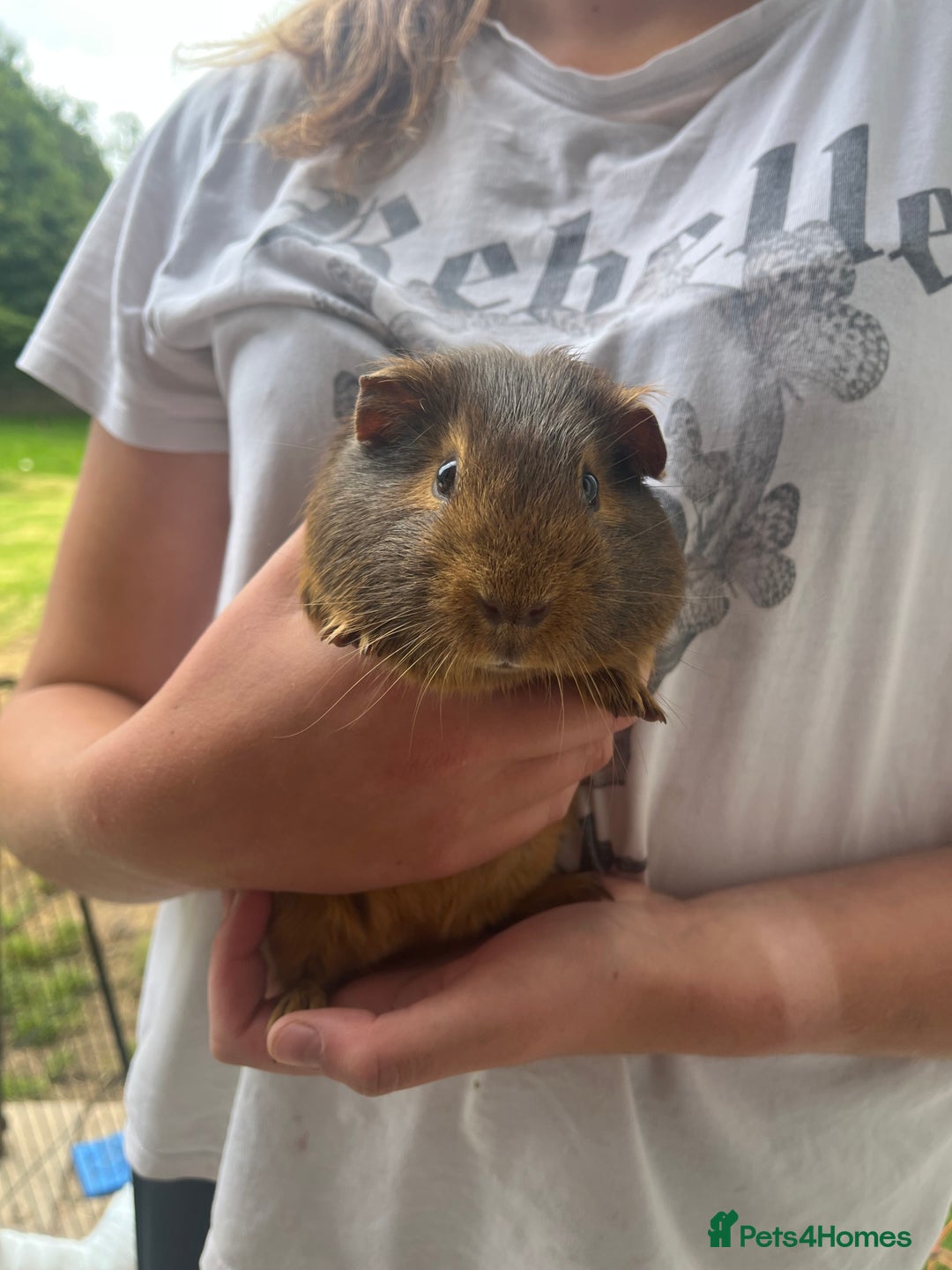 Guinea Pig rodents for sale: Male Ginger pig  - Image 4