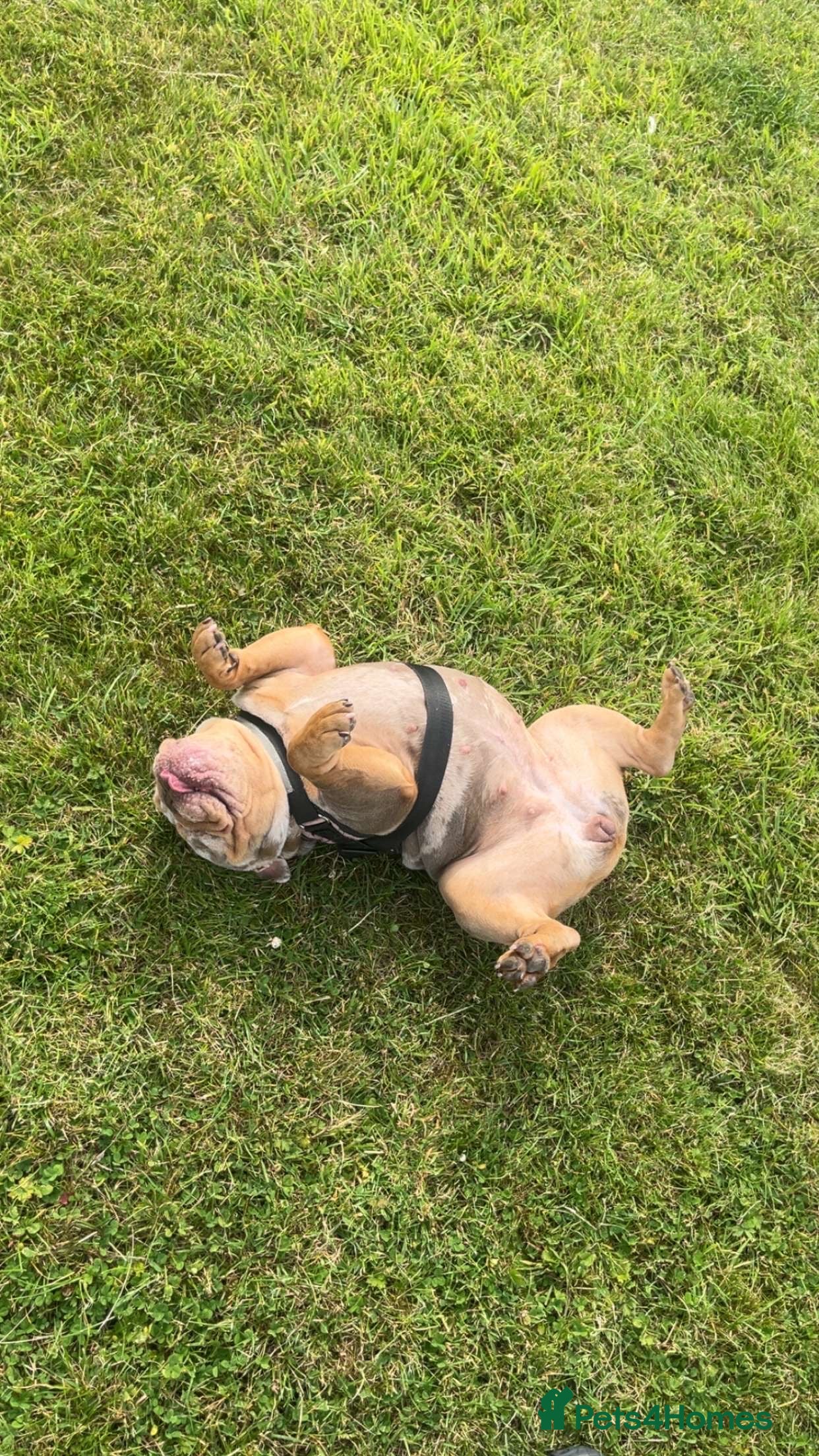 English Bulldog dogs Luna  - Advert 1