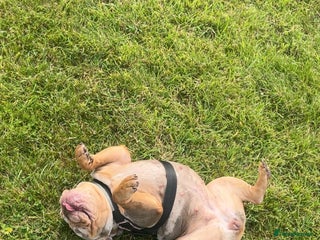 English Bulldog dogs Luna - Advert 1