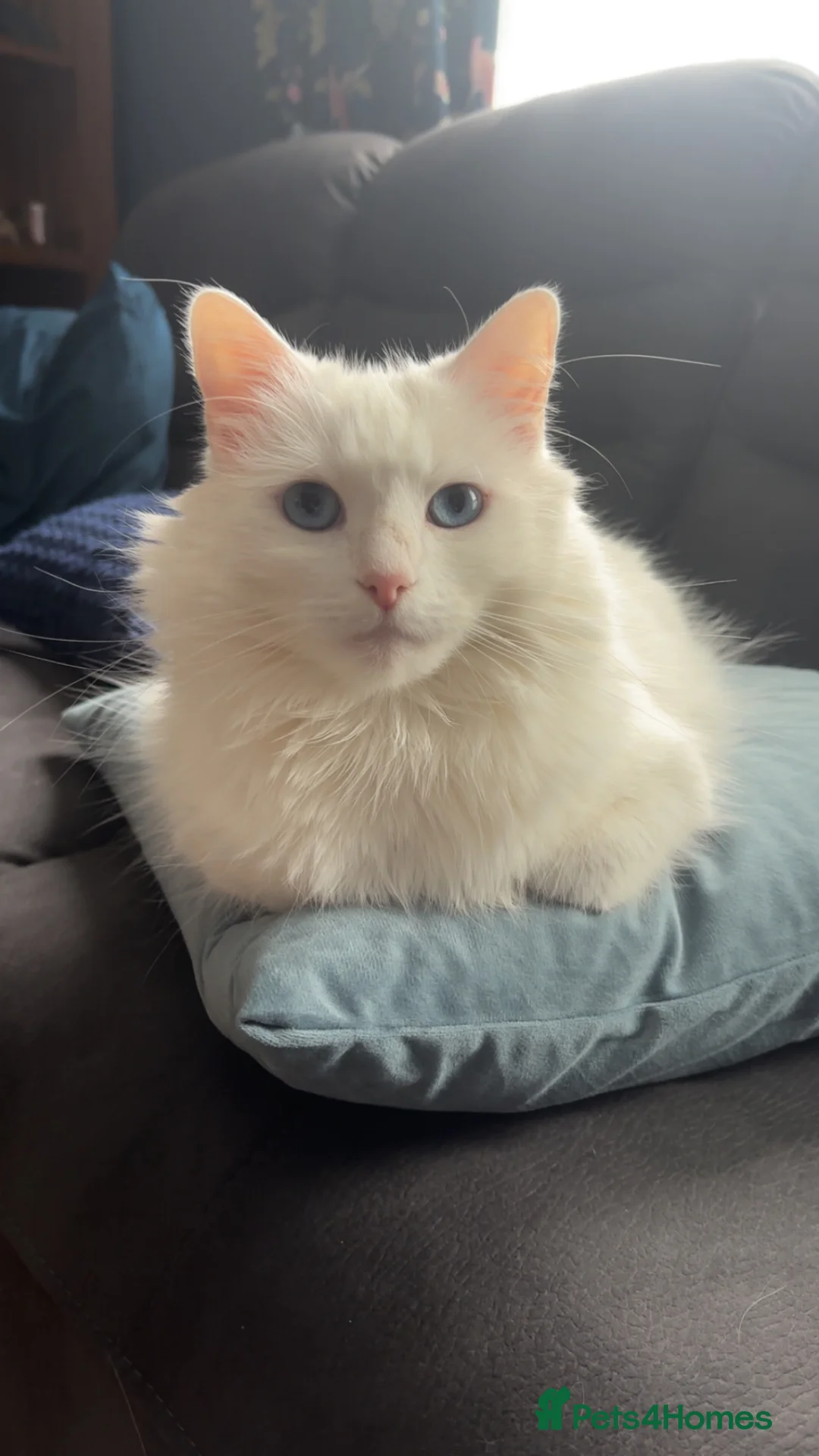 Mixed Breed cats for sale: Winter🩵 - Advert 2