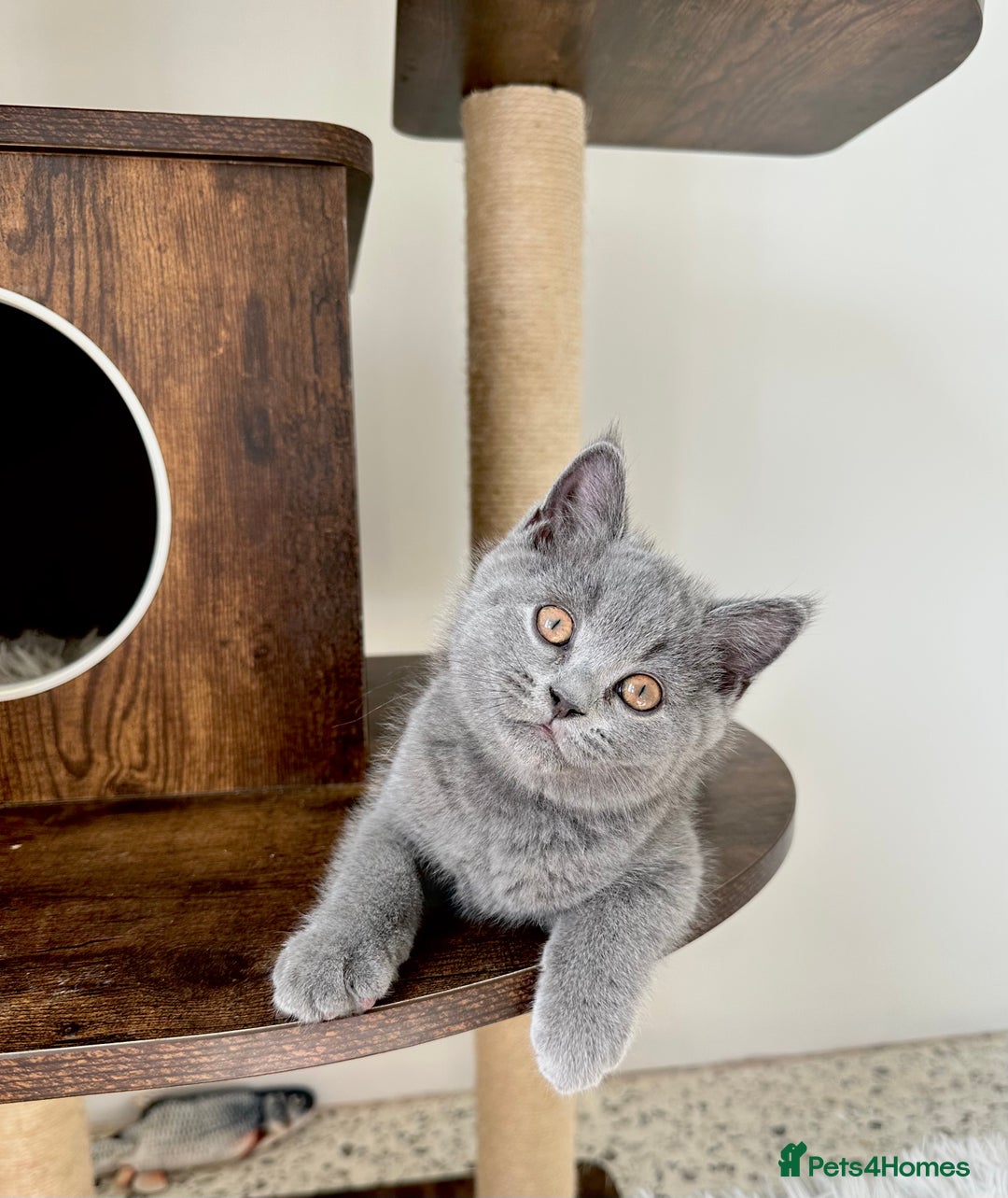 British Shorthair cats for sale: British short hair boy - Image 1