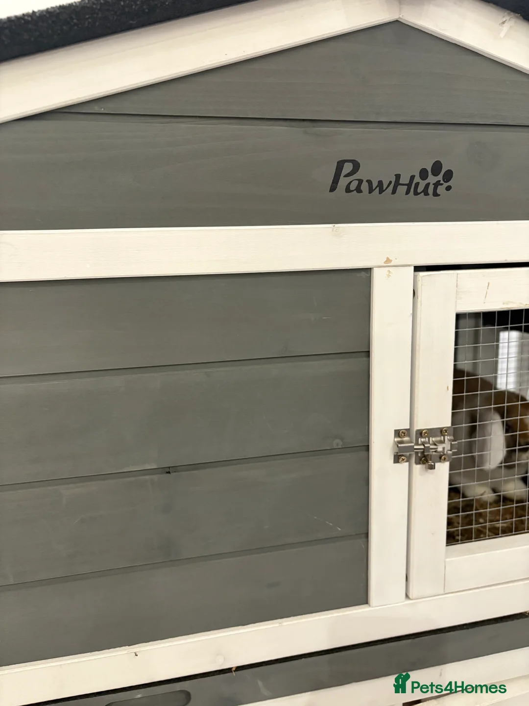 Mini Lop rabbits for sale: X2 Mini Lop Male Rabbits  - Advert 11