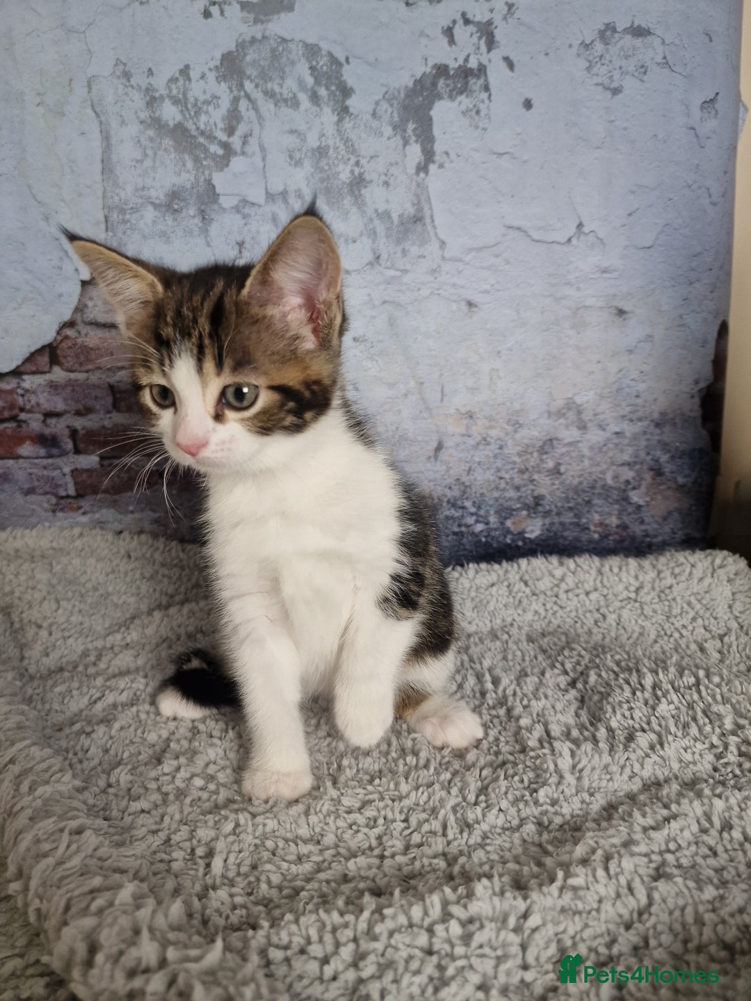 Mixed Breed cats for sale: Lovely kittens from a white odd-eyed mother. - Advert 2