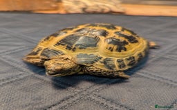 Tortoise reptiles for sale: Male horsfield tortoise. Very friendly! - Image 2