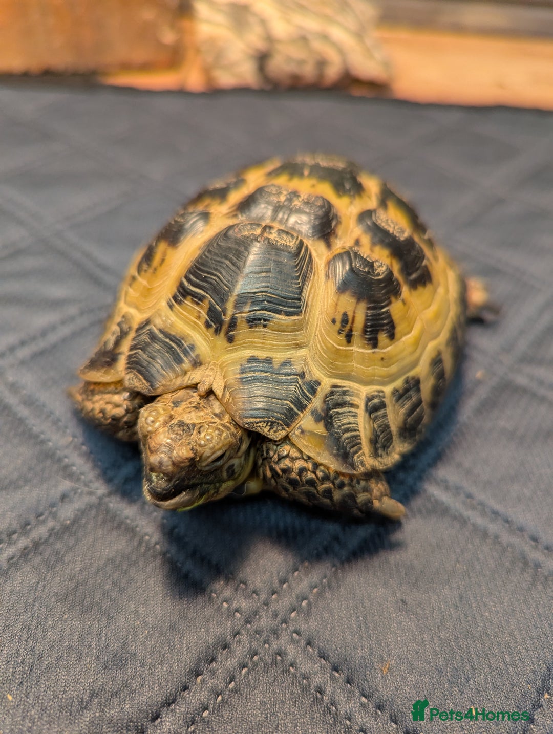 Tortoise reptiles for sale: Male horsfield tortoise. Very friendly! - Image 2