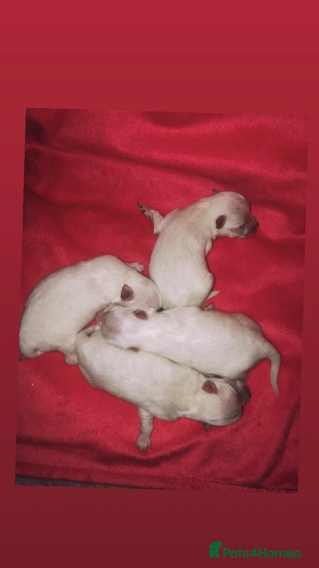 Pomeranian dogs for stud: 1.9kg tiny Proven Ukraine import stud kc reg  in Ferryhill - Advert 30