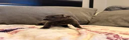Staffordshire Bull Terrier dogs for sale: Staffy Puppies  - Advert 8