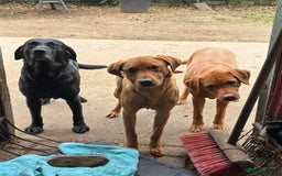 Labrador Retriever dogs for stud: Red Labrador Stud Dog - Image 13