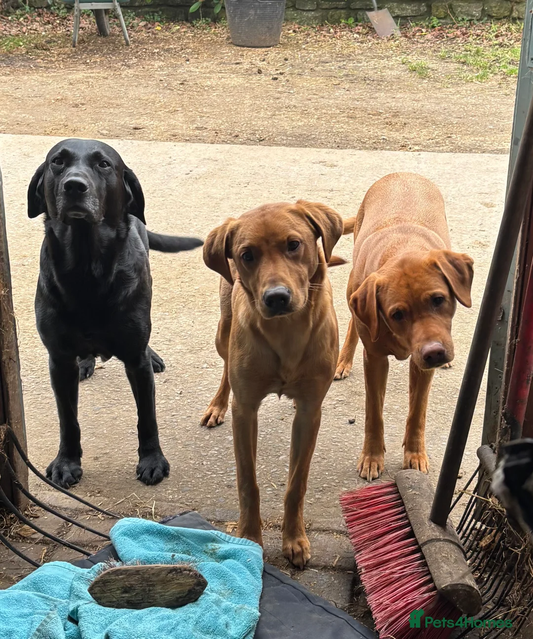 Labrador Retriever dogs for stud: KC Labrador for Stud 16 Champions in Lineage - Advert 13