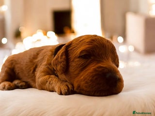 Cockapoo dogs - Advert 14