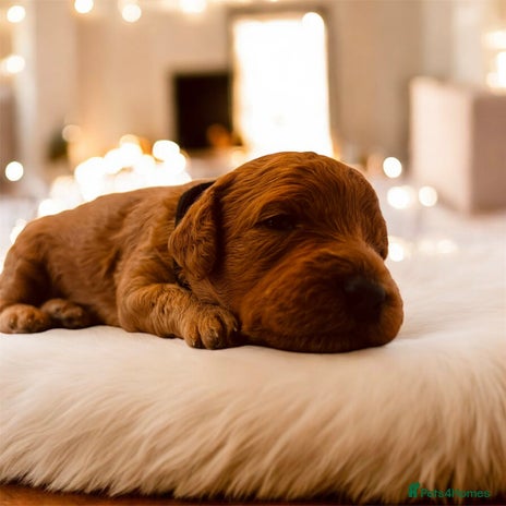 Cockapoo dogs - Advert 1