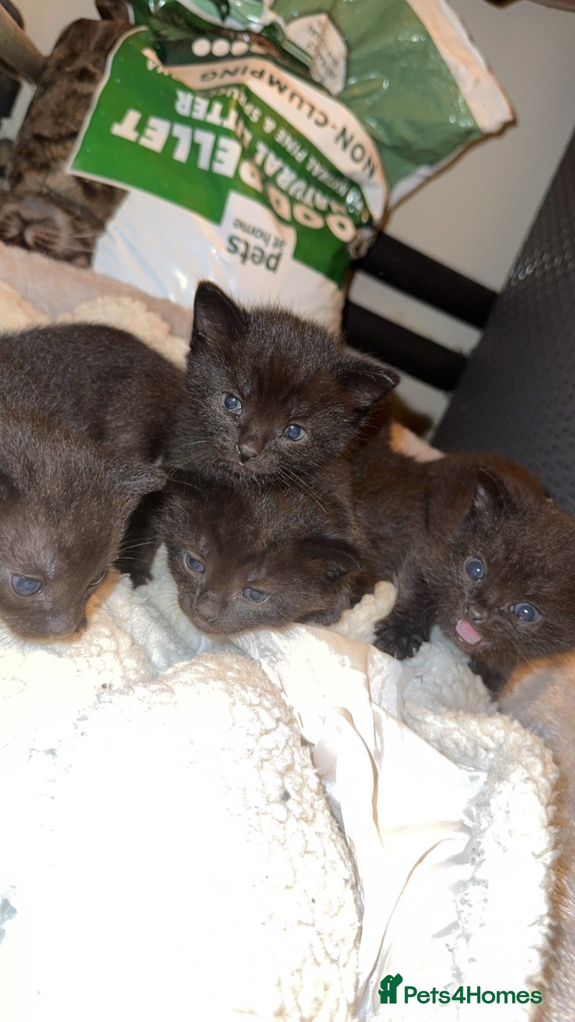 Siamese cats Beautiful Black 1/2 Siamese x kittens (3 Left)  - Advert 17