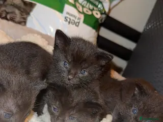 Siamese cats Beautiful Black 1/2 Siamese x kittens (3 Left) - Advert 17