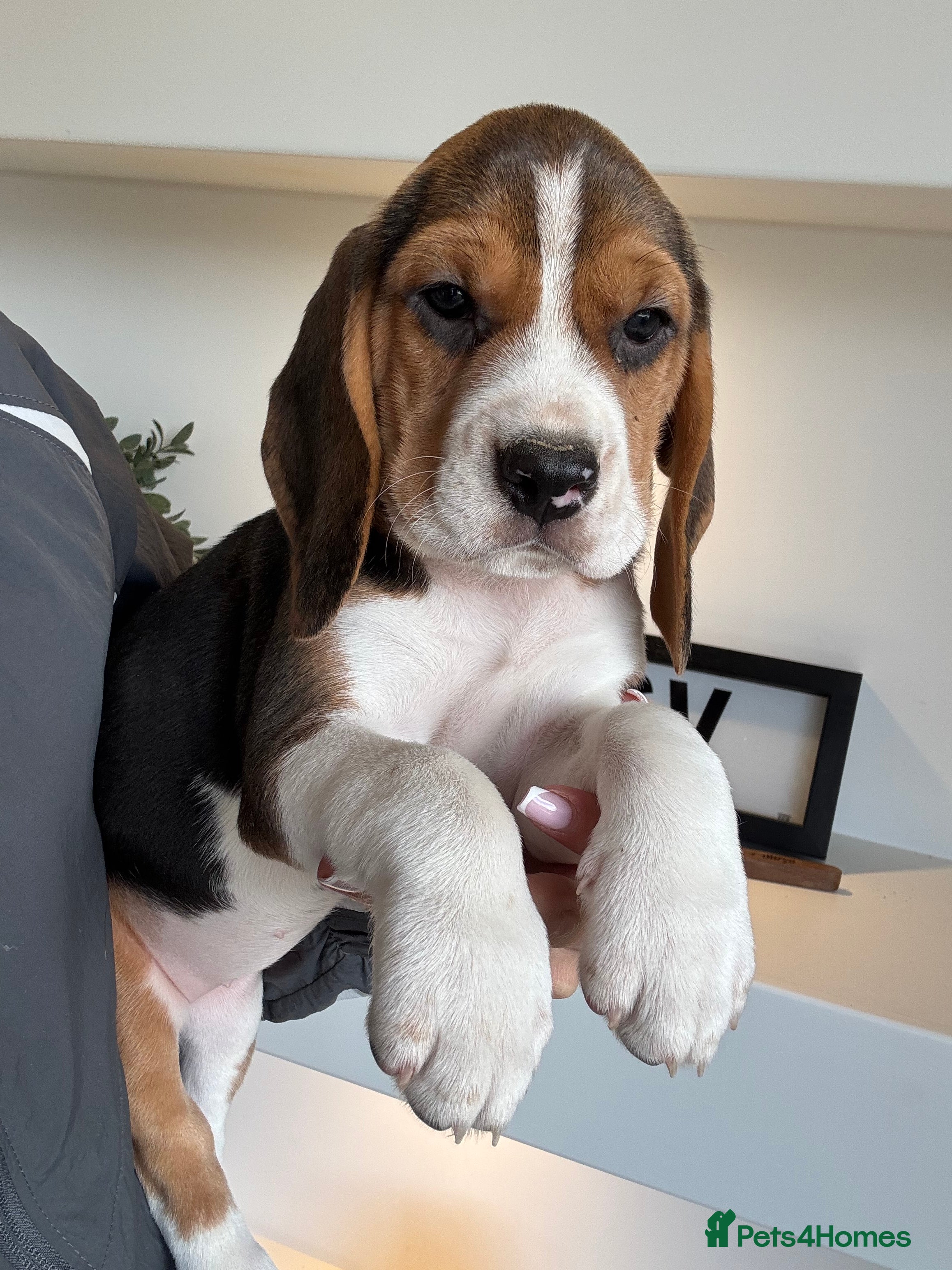 Beagle dogs KG REGISTERED BEAGLE 100% TRUE TO TYPE  - Advert 2