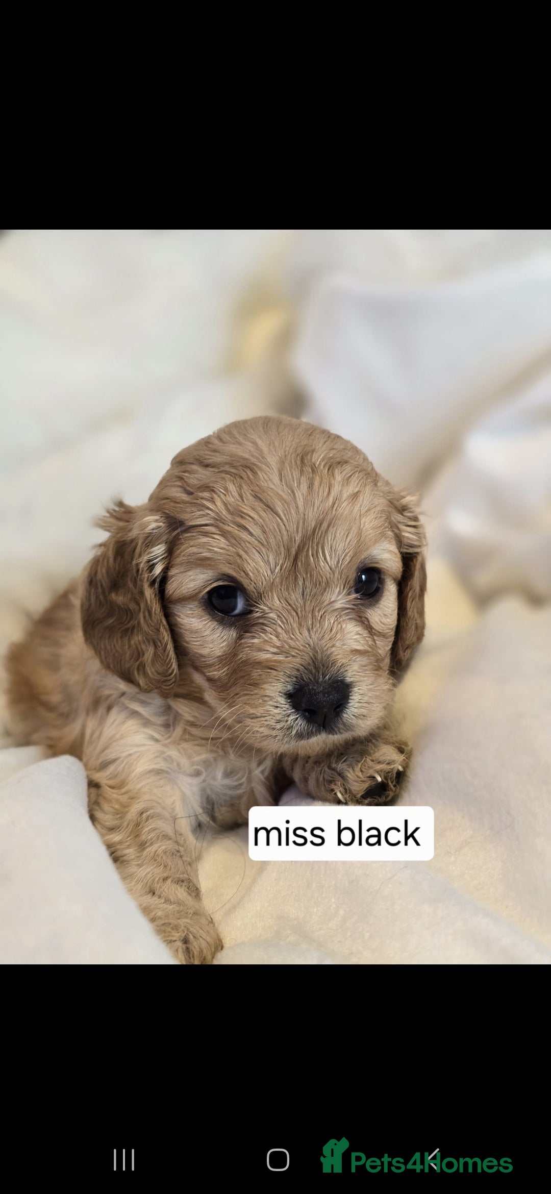 Cavapoo dogs for sale: F1 Cavapoos  - Image 7