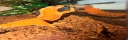 Gecko reptiles for sale: Female confetti Dalmatian crested gecko - Advert 4