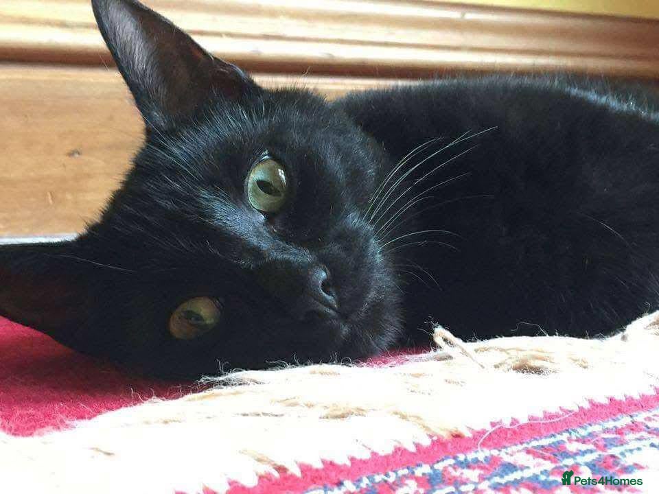 Mixed Breed cats for adoption: Gentle, Sweet Kitty (Cat, Dog and Kid-friendly) - Advert 1