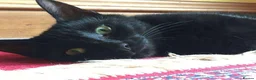 Mixed Breed cats for adoption: Gentle, Sweet Kitty (Cat, Dog and Kid-friendly) - Advert 1