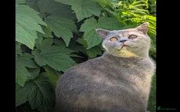British Shorthair cats for sale: 3 beautiful pedigree British shorthair boys.  - Image 21
