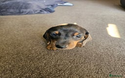 Dachshund dogs for sale: Adorable Dachshund Puppies - 1 Girl & 2 Boys - Image 3