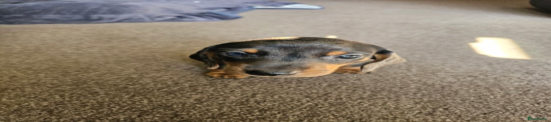 Dachshund Puppy 1