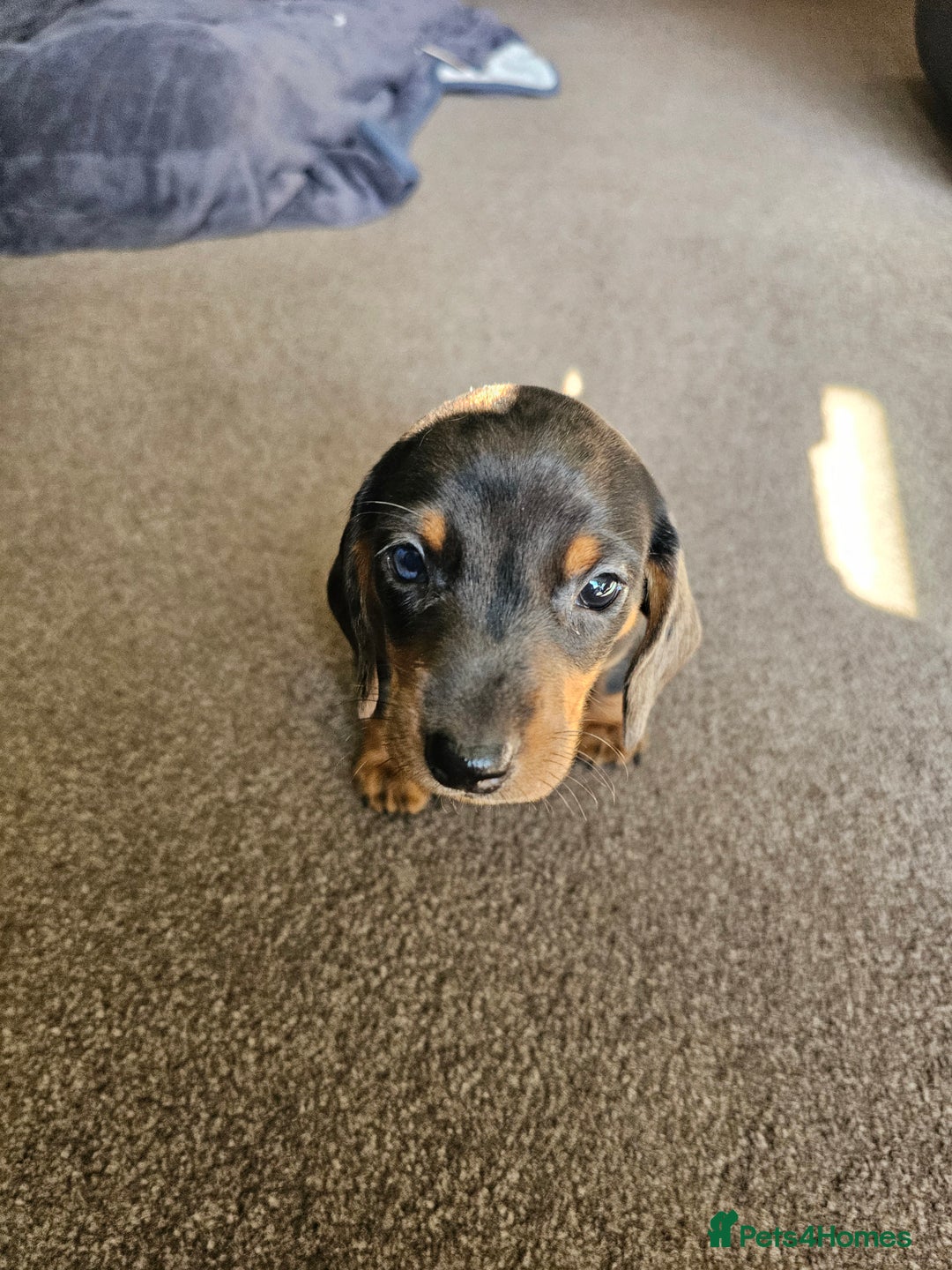 Dachshund dogs for sale: Adorable Dachshund Puppies - 1 Girl & 2 Boys - Image 3