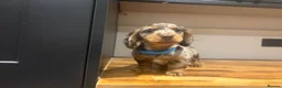 Miniature Dachshund dogs for sale: Miniature long-haired Dachshund Pups  - Advert 5