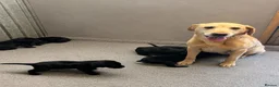 Labrador Retriever dogs for sale: Labrador Puppies  KC Reg Stunning  - Advert 7
