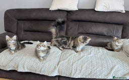 Siberian cats for sale: Purebred- Hypoallergenic Siberian Kittens - Image 13