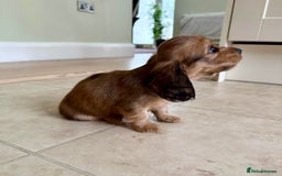 Miniature Dachshund dogs for sale: UPDATED PHOTOS - Long Haired Miniature Dachshunds  - Image 15