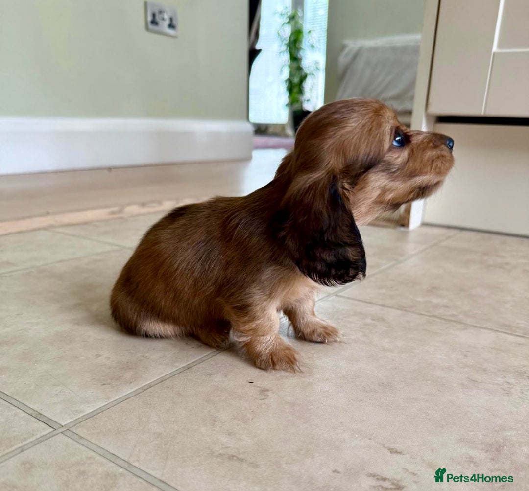 Miniature Dachshund dogs for sale: UPDATED PHOTOS - Long Haired Miniature Dachshunds  - Image 15